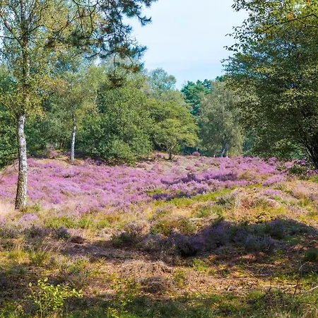 Boslodges Veluwe * Nunspeet
