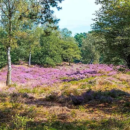 Lodge Boslodges Veluwe