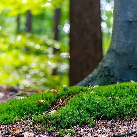 Boslodges Veluwe *