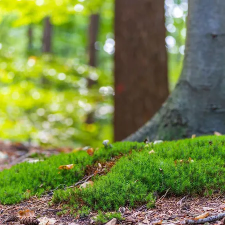 Orman Evi Boslodges Veluwe Nunspeet
