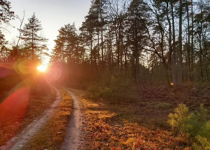 Orman Evi Boslodges Veluwe