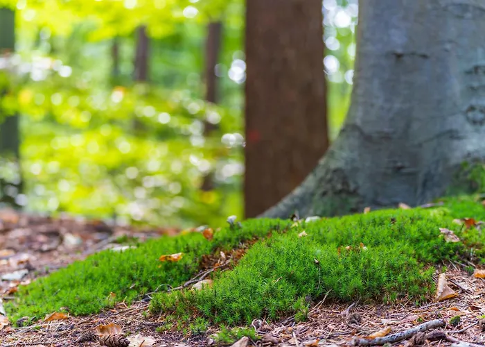 Orman Evi Boslodges Veluwe Nunspeet